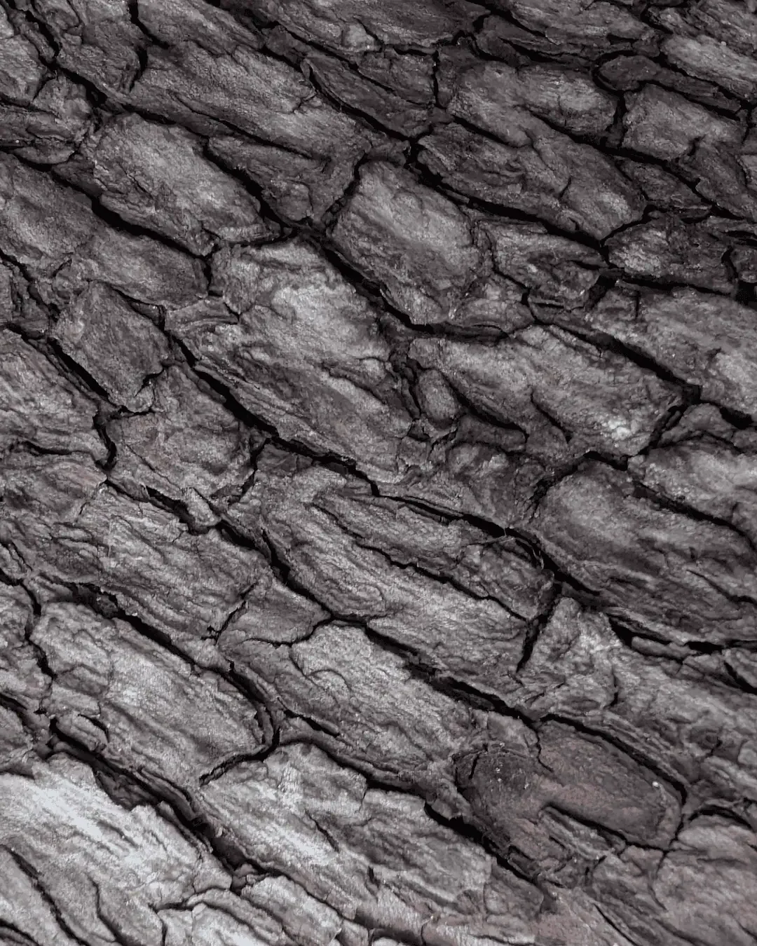 arbutus-tree-bark2_1.webp