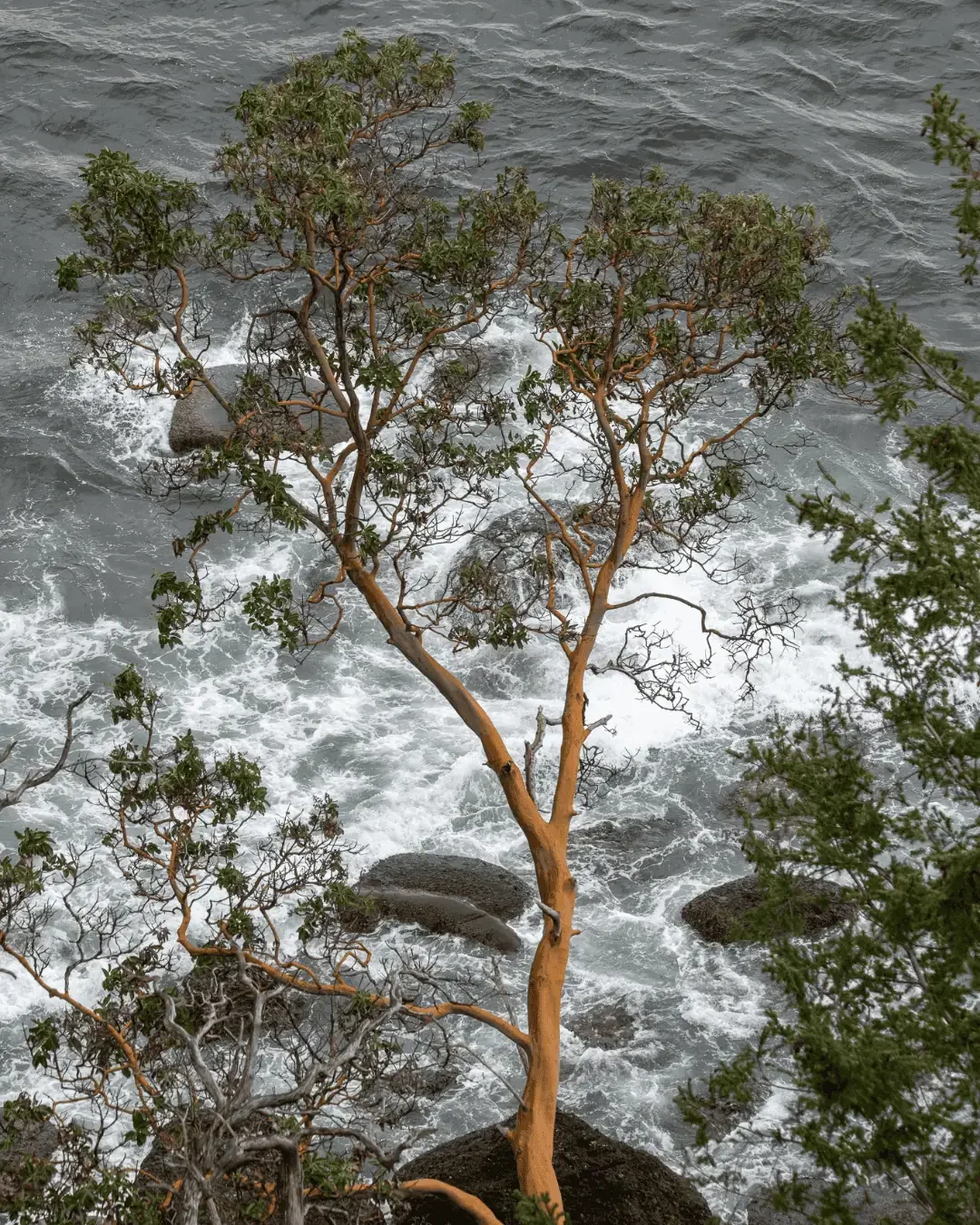 arbutus-tree-cliff_1.webp