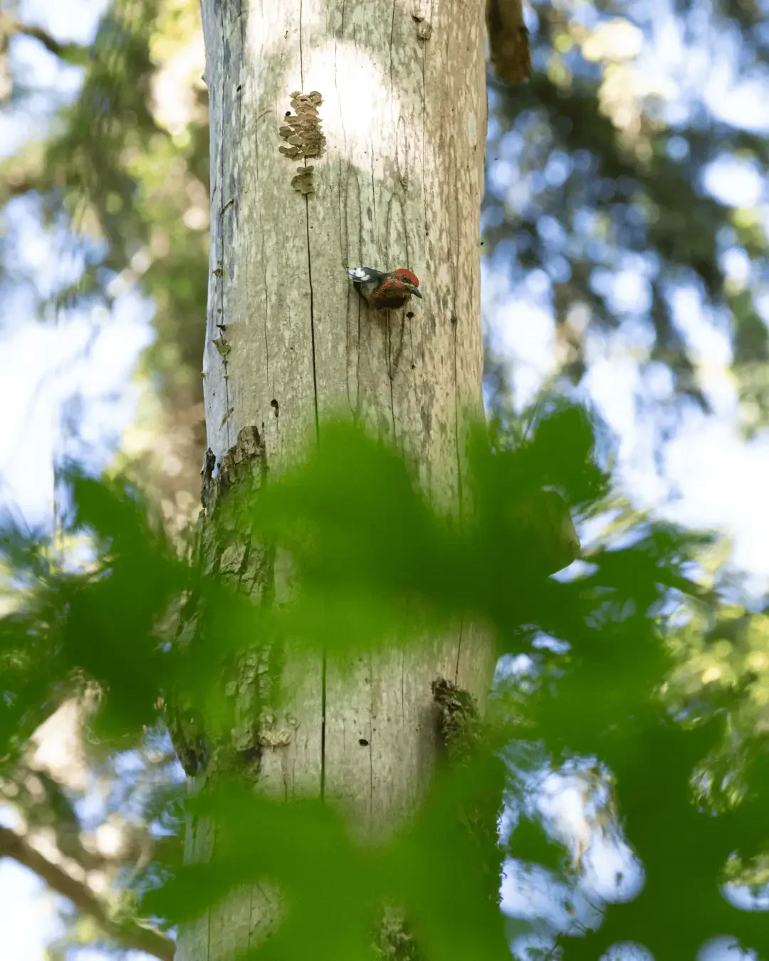 wildlife-habitat-tree-birds.webp