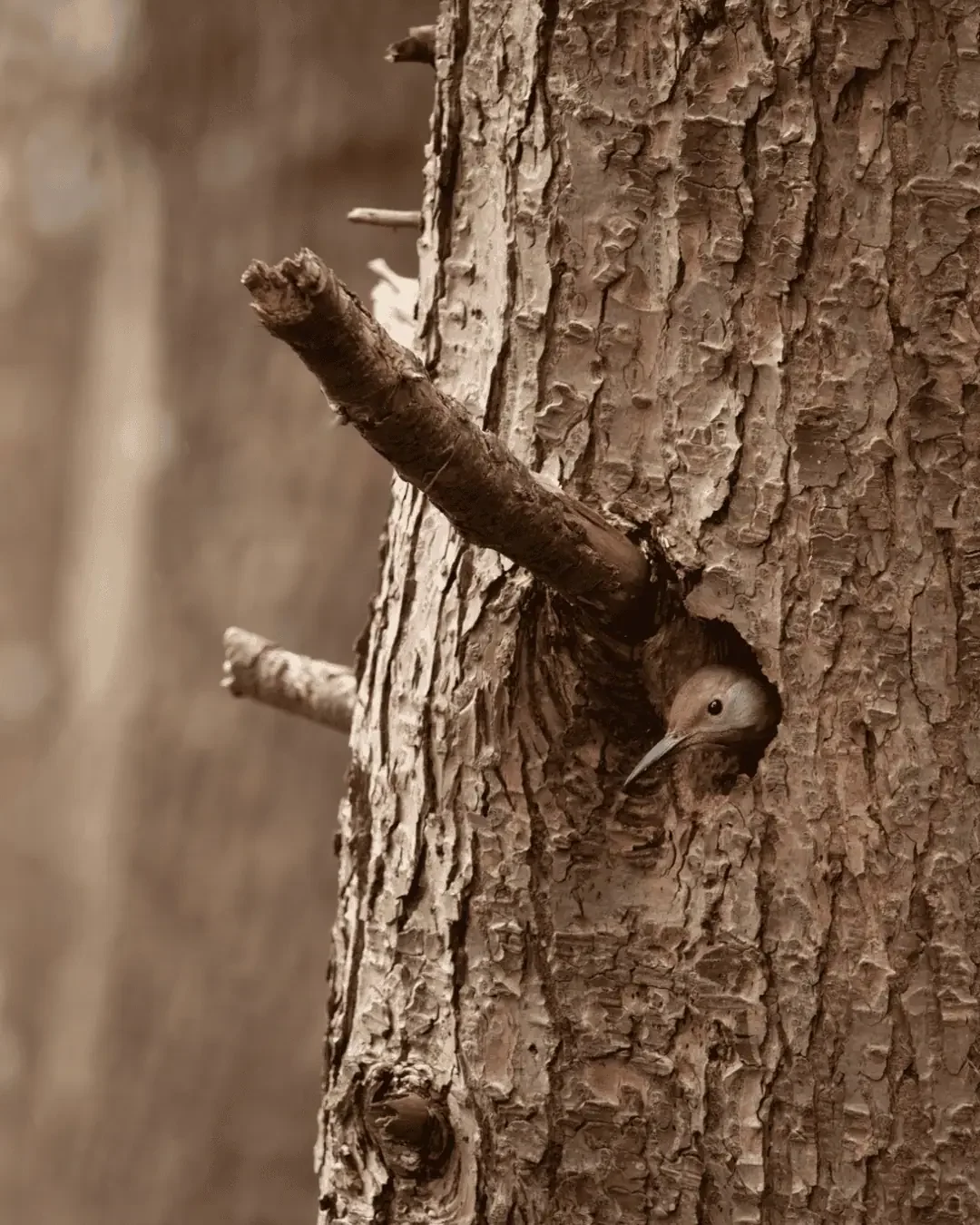 wildlife-habitat-tree-bird.webp