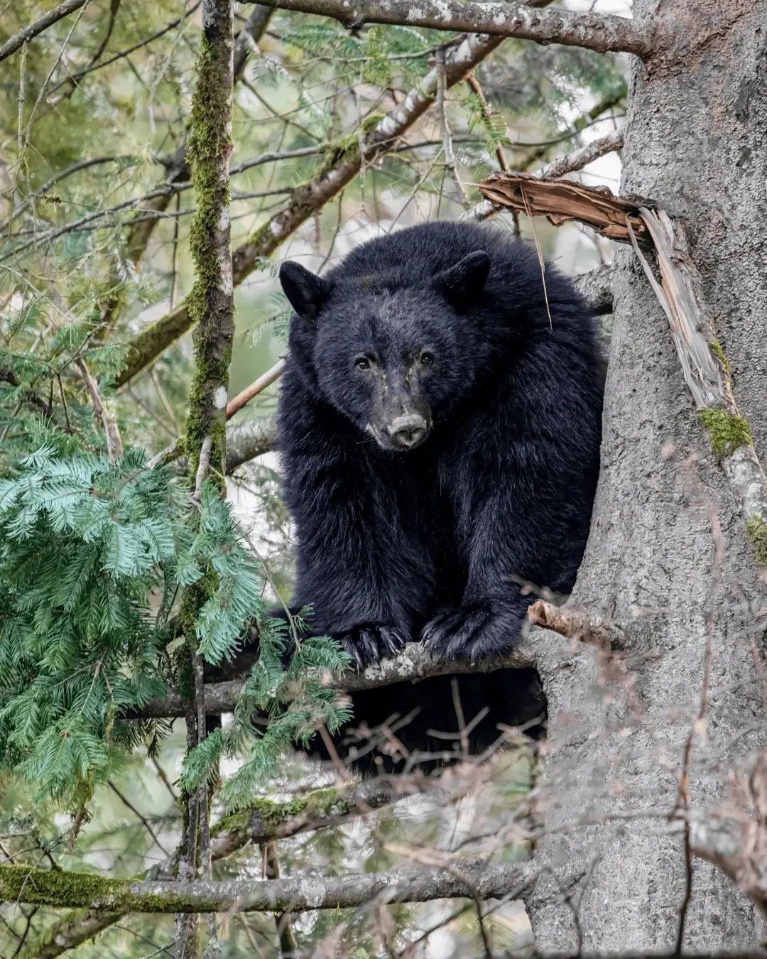 wildlife-habitat-tree-bear.webp
