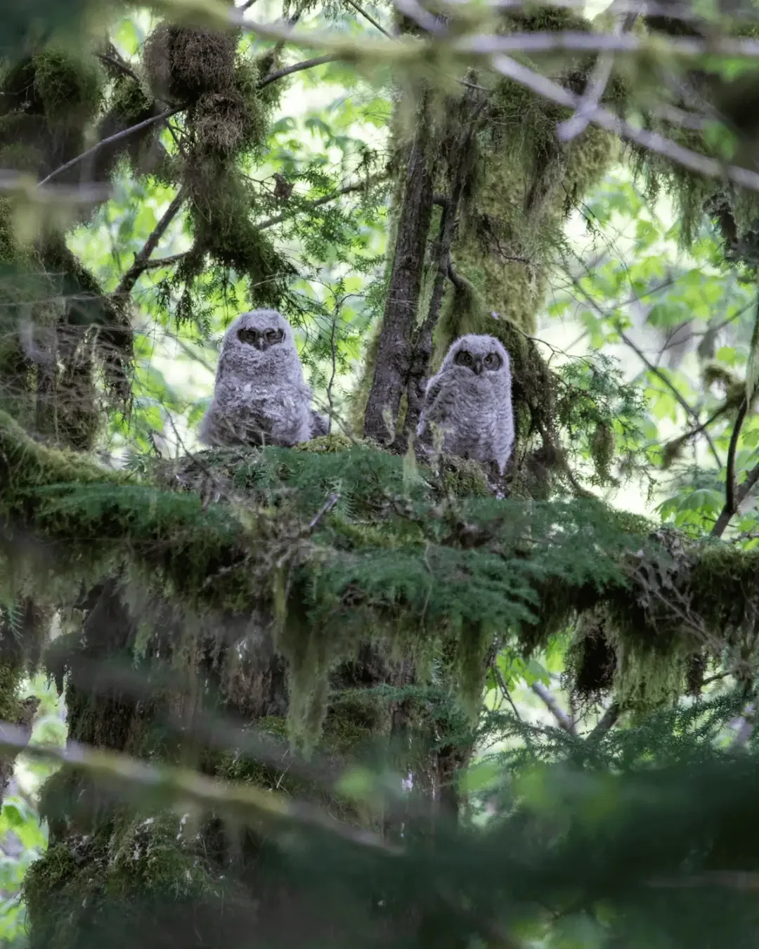 wildlife-habitat-tree-owls.webp