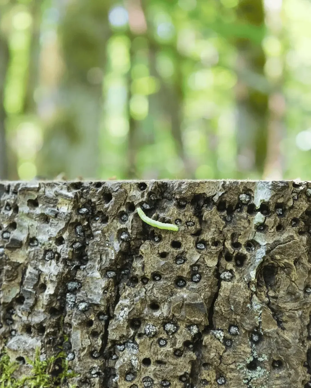 wildlife-habitat-tree-worm.webp