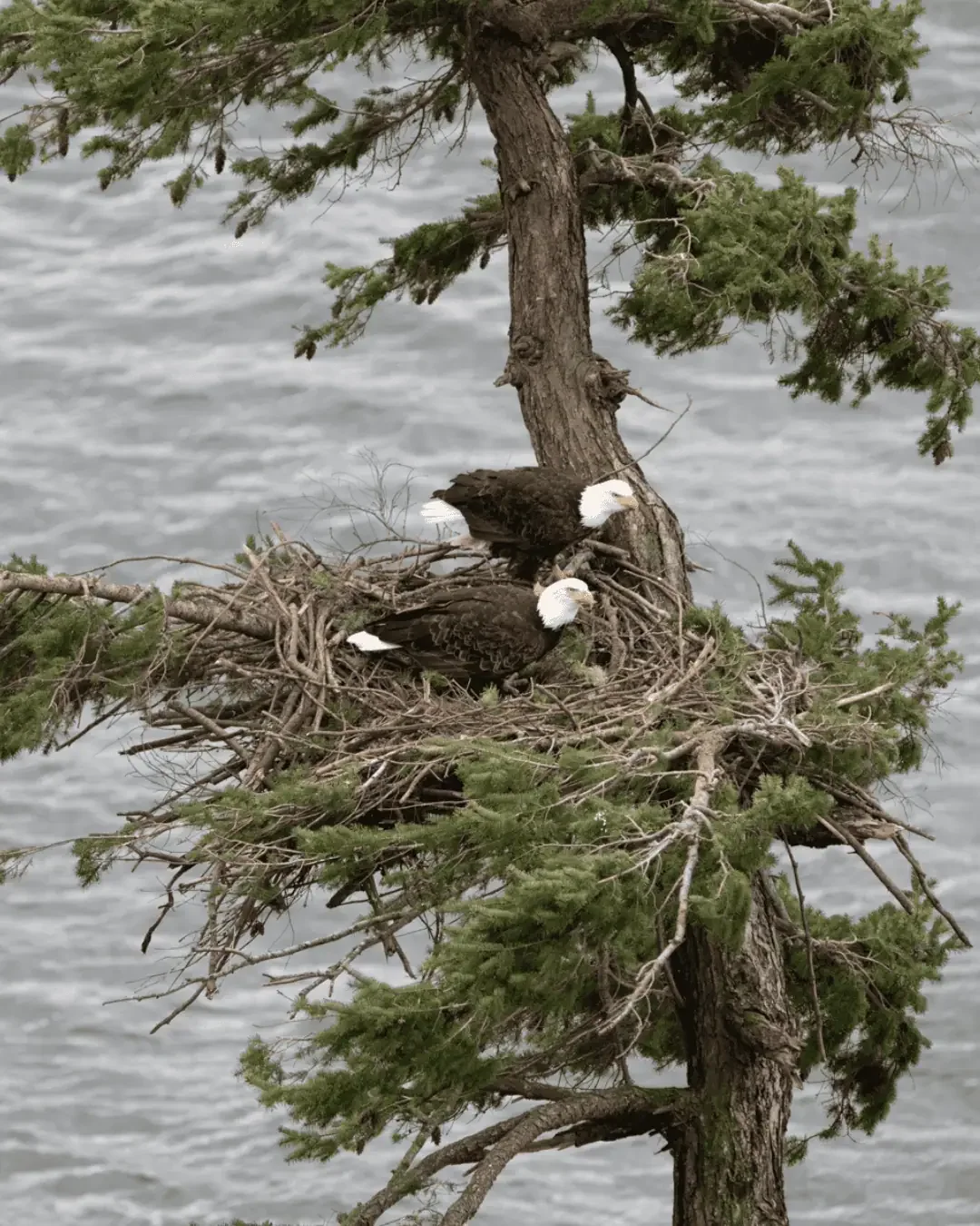 wildlife-habitat-tree-eagles.webp