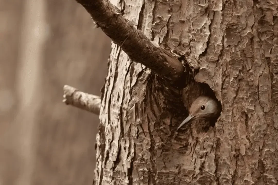 Wildlife Tree Habitats &amp; Why They Matter