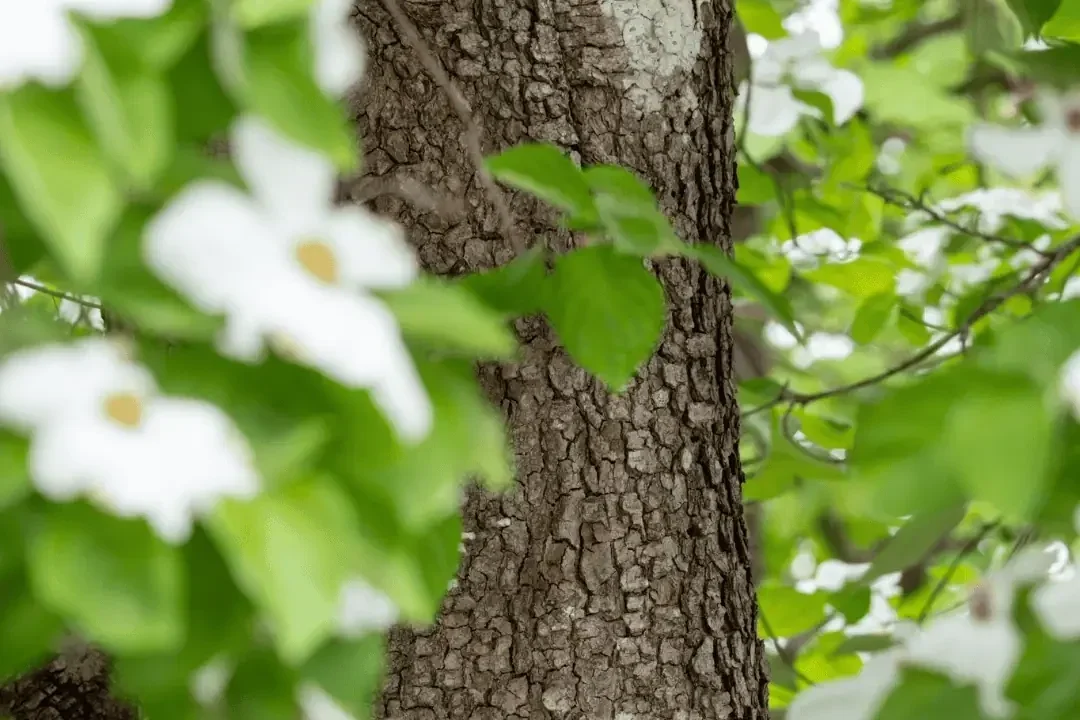 Native Trees of Coastal BC: The Pacific Dogwood