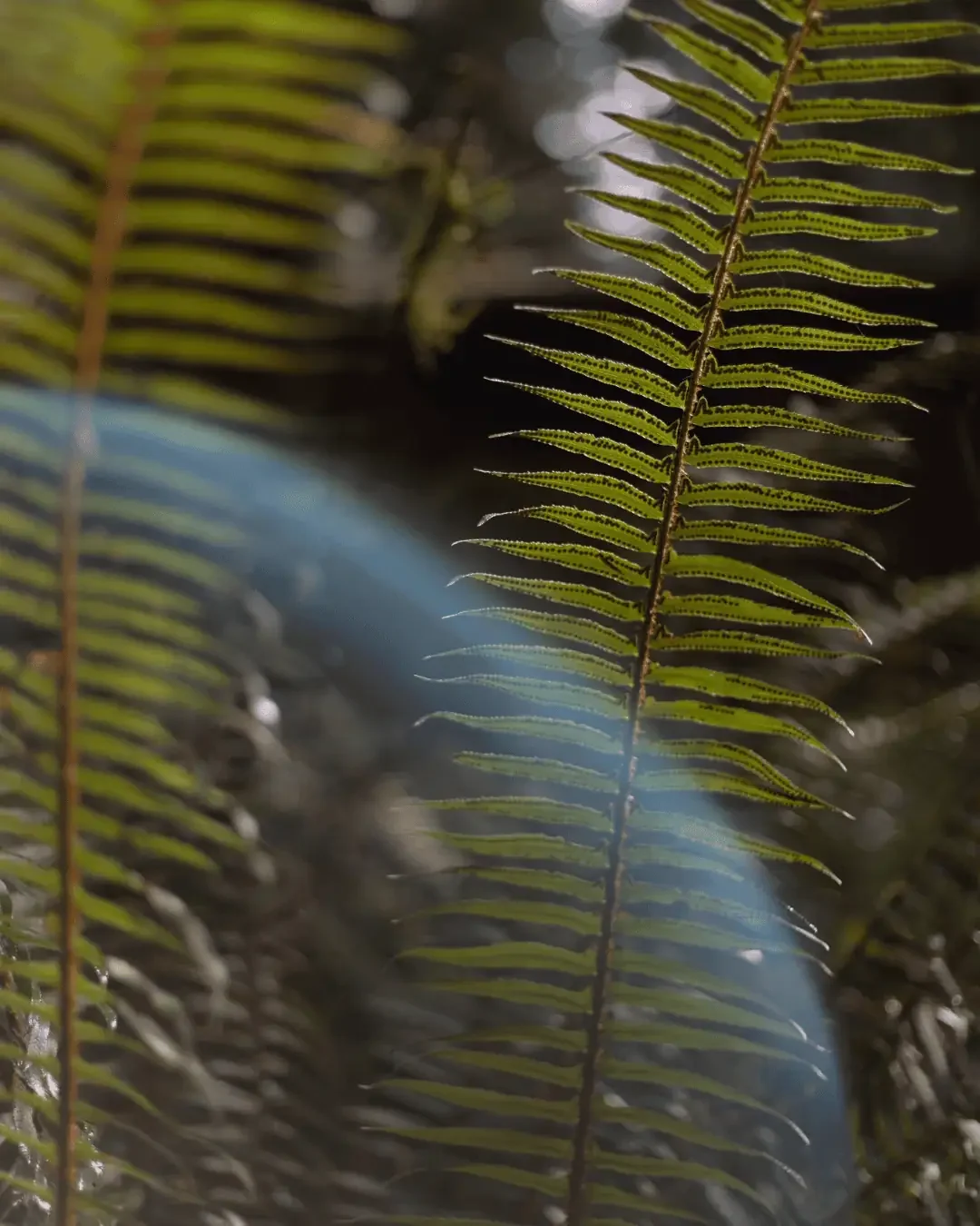 fern-jrrtj-3.webp