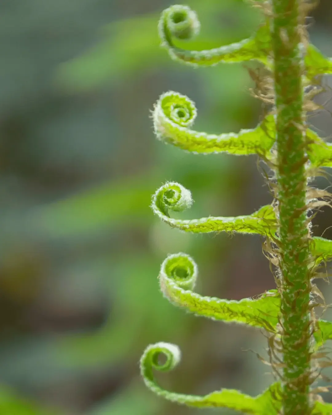 fern-jrrtj-4.webp