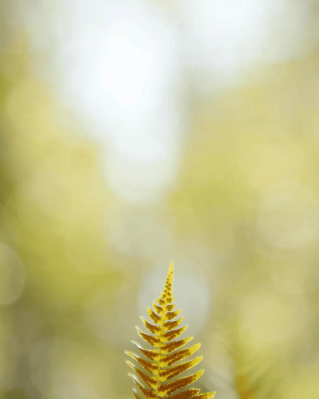 fern-jrrtj-2.webp