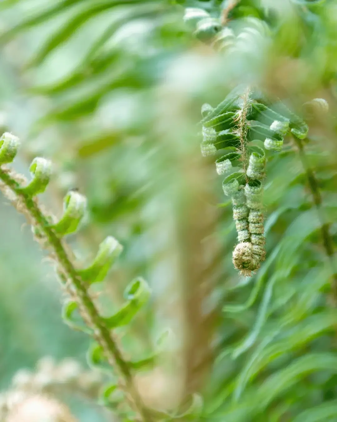 fern-jrrtj-1.webp