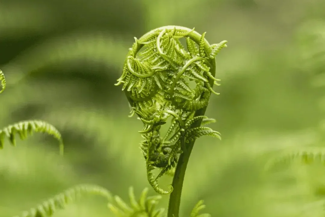 The Importance of Ferns in Forests &amp; Ecosystems