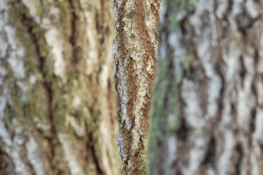 Native Trees of Coastal BC: Coastal Douglas Fir
