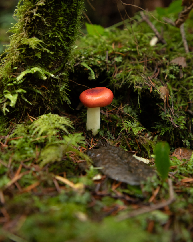 mushroom-moss.png