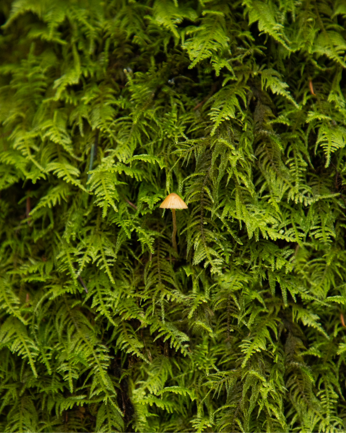 mushroom-tree.png