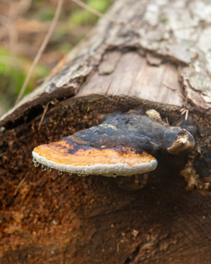 mushroom-log.png