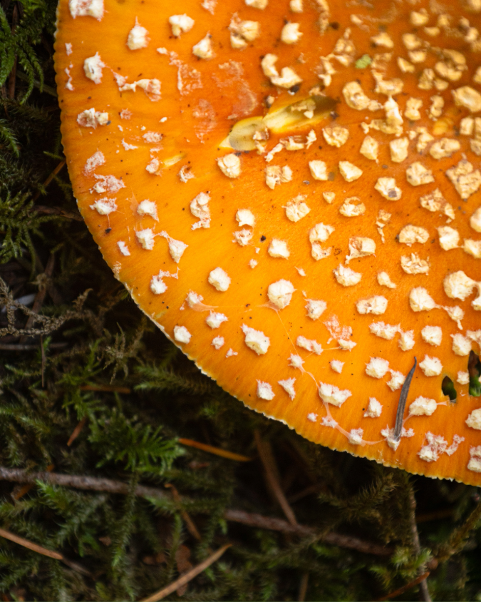 mushroom-amanita.png