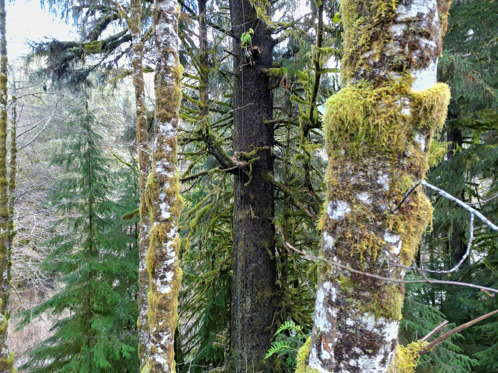 ISA Certified Arborist climbing a tree on a Tree Pruning Project - Tree Reduction -  Vancouver Island - British Columbia