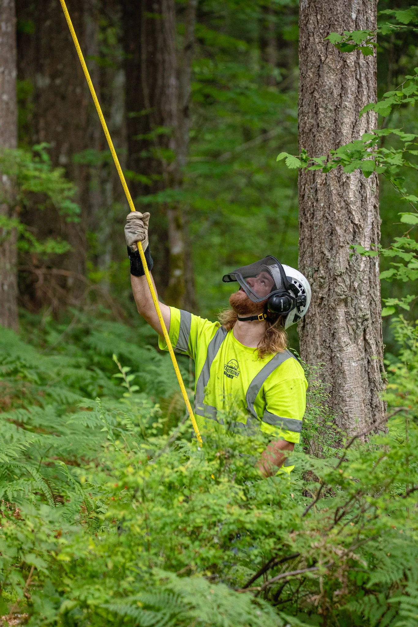 ISA Certified Arborist Ground Support - Tree Care - Comox Valley - Vancouver Island - British Columbia