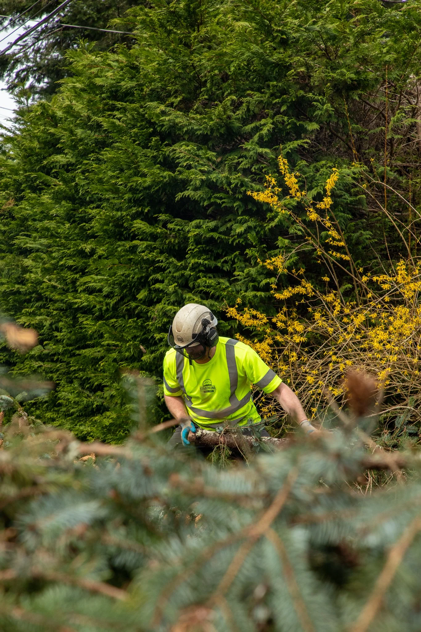 ISA Certified Arborist Branch Clearing - Site Cleanup - Comox Valley - Vancouver Island - British Columbia