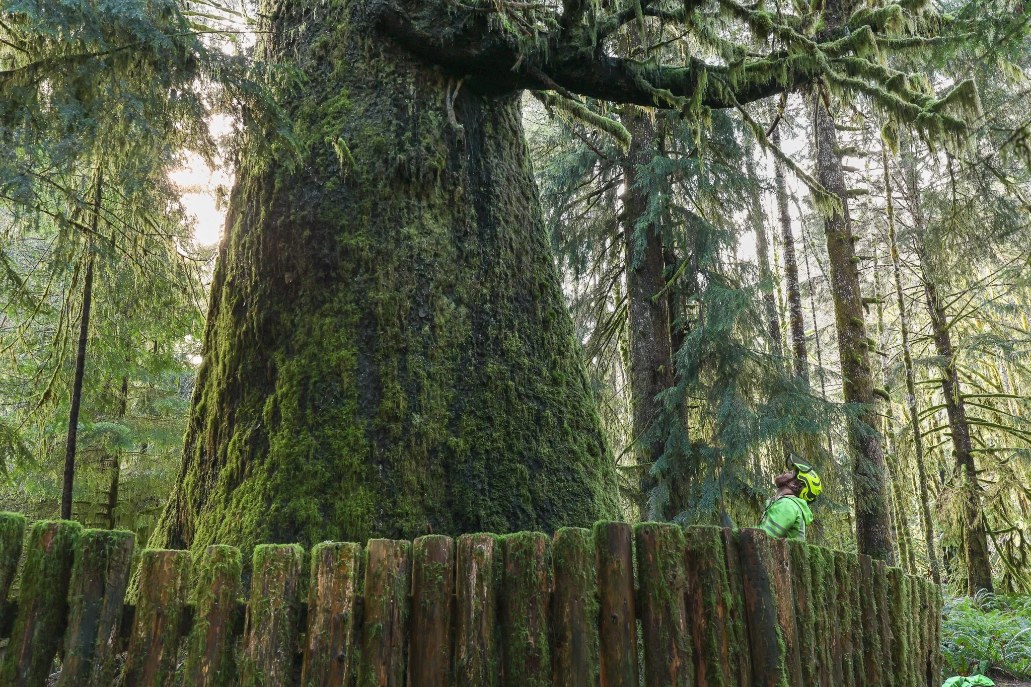 ISA Certified Arborist Assessing Old Growth Health & Safety