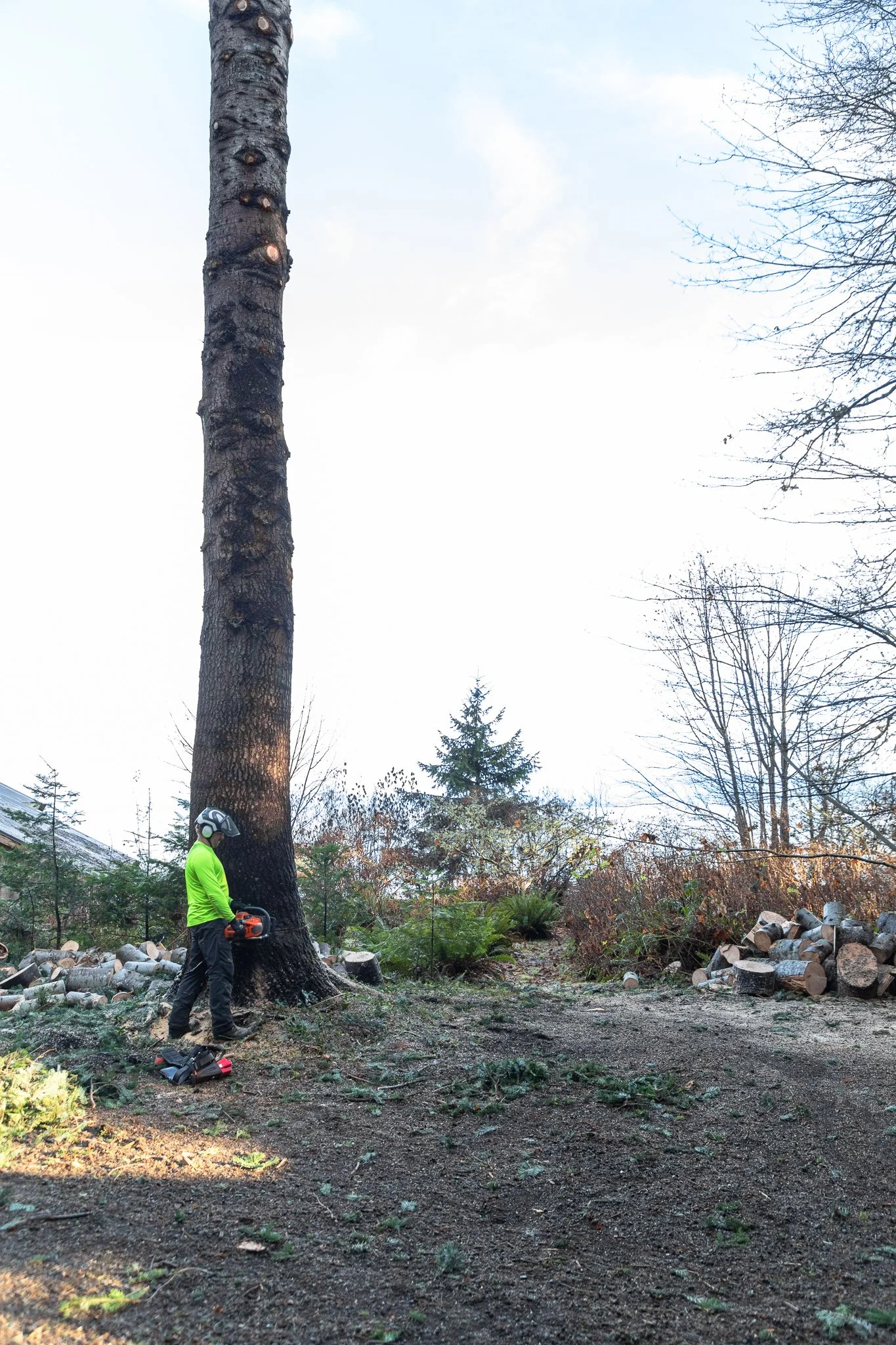 ISA Certified Arborist climbing a tree on a Tree Pruning Project - Lot Clearing -  Tree Removal - Vancouver Island - British Columbia