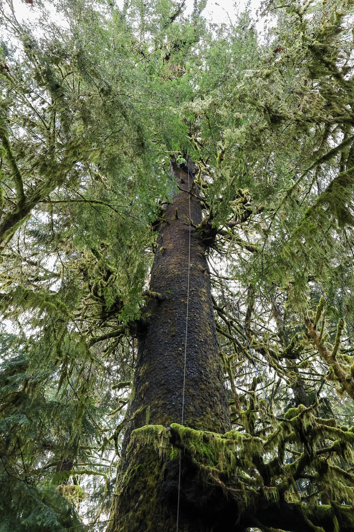 ISA Certified Arborist climbing a tree on a Tree Pruning Project - Tree Reduction -  Vancouver Island - British Columbia