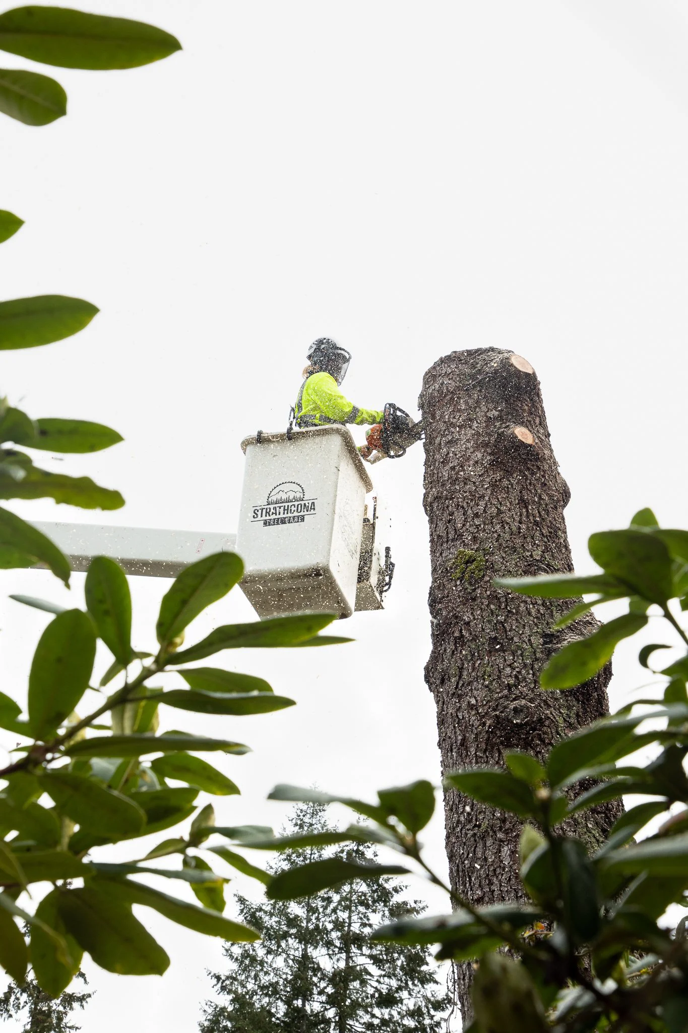 ISA Certified Arborist using bucket truck to perform safe tree removal -  Vancouver Island - British Columbia - Strathcona Tree Care - Bucket Truck Safety Equipment