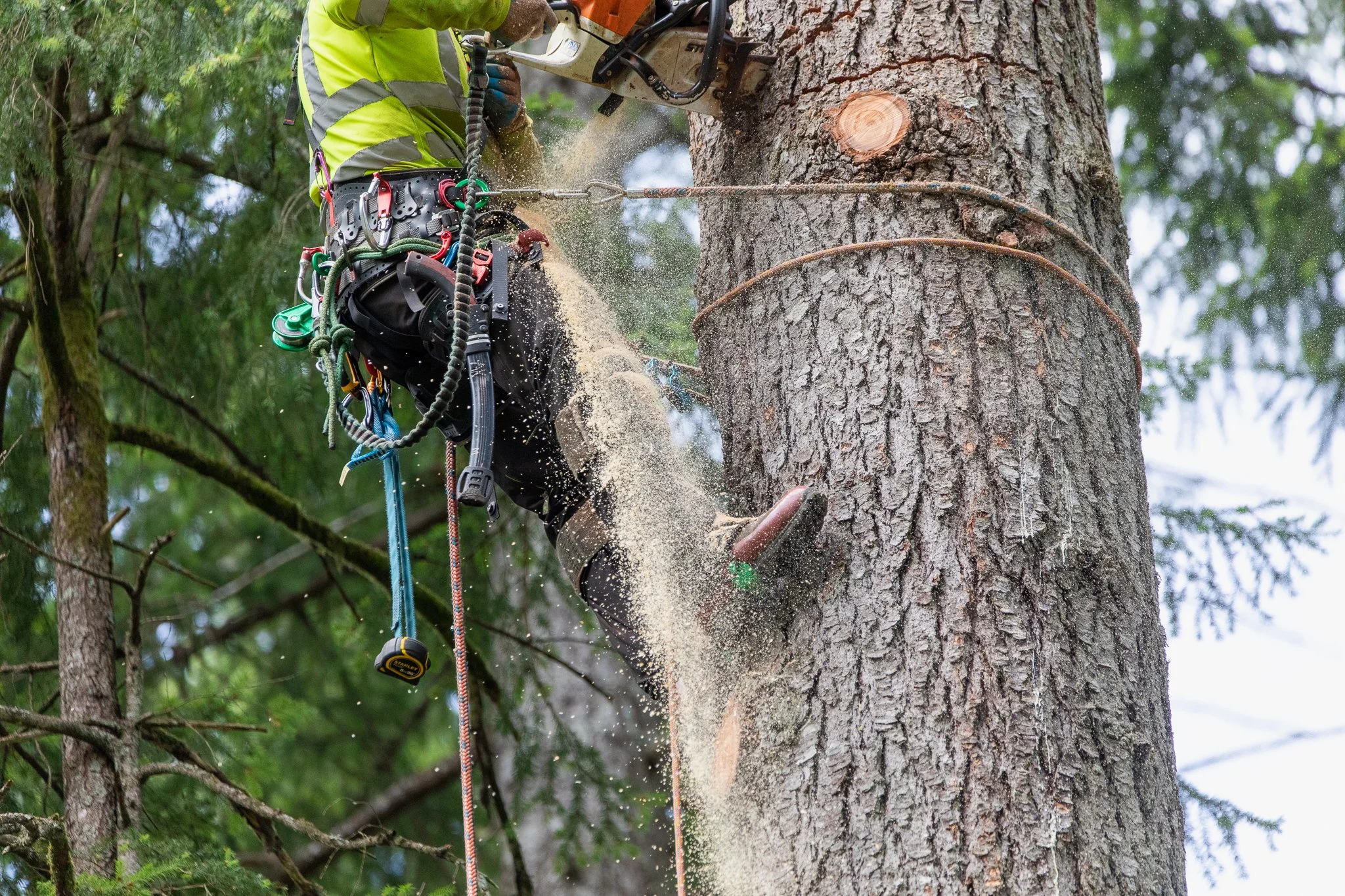 ISA Certified Arborist climbing a large tree - Hazardous Tree Removal - Comox Valley - Vancouver Island - British Columbia