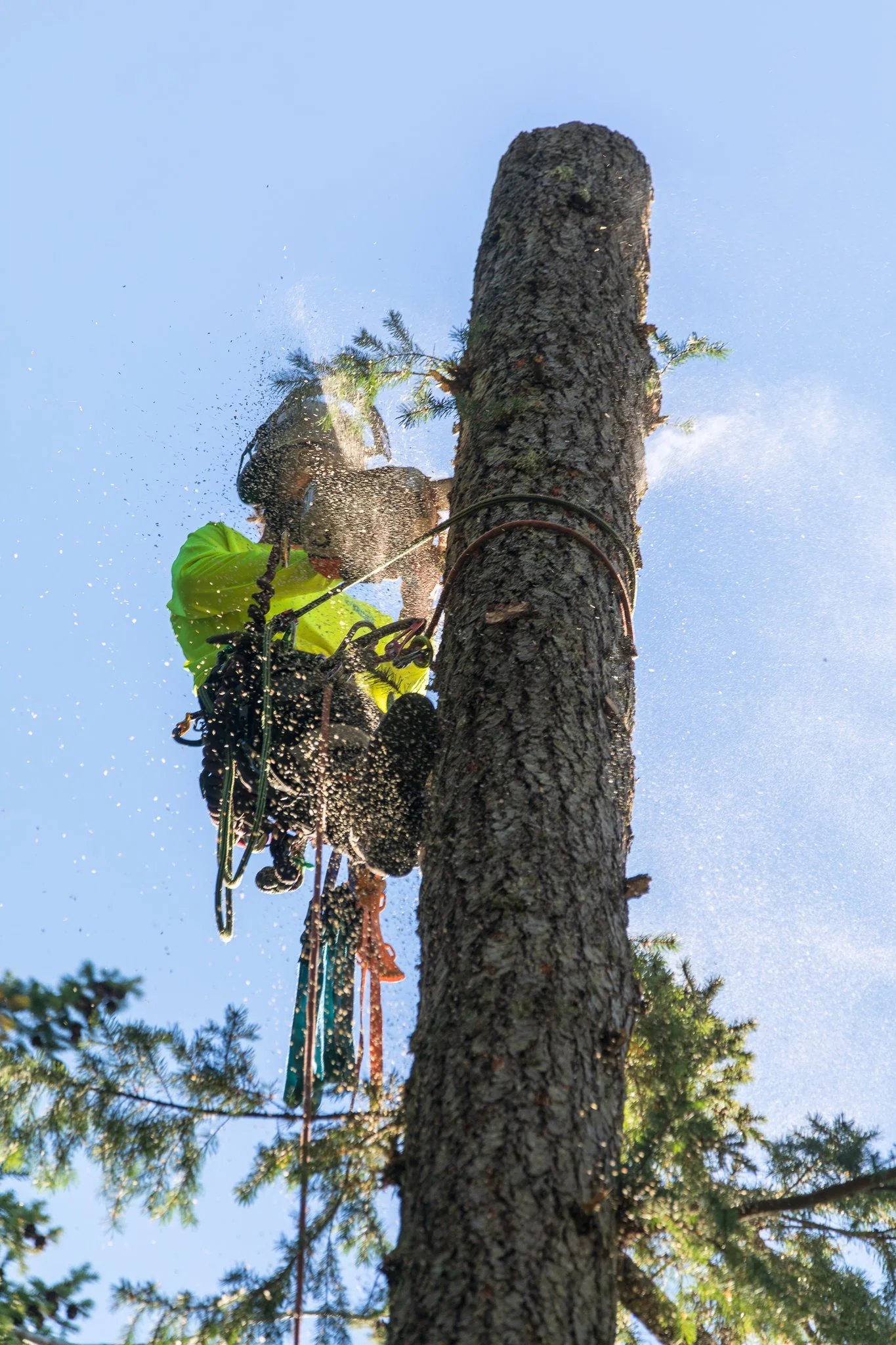 ISA Certified Arborist climbing a large tree - Hazardous Tree Removal - Comox Valley - Vancouver Island - British Columbia