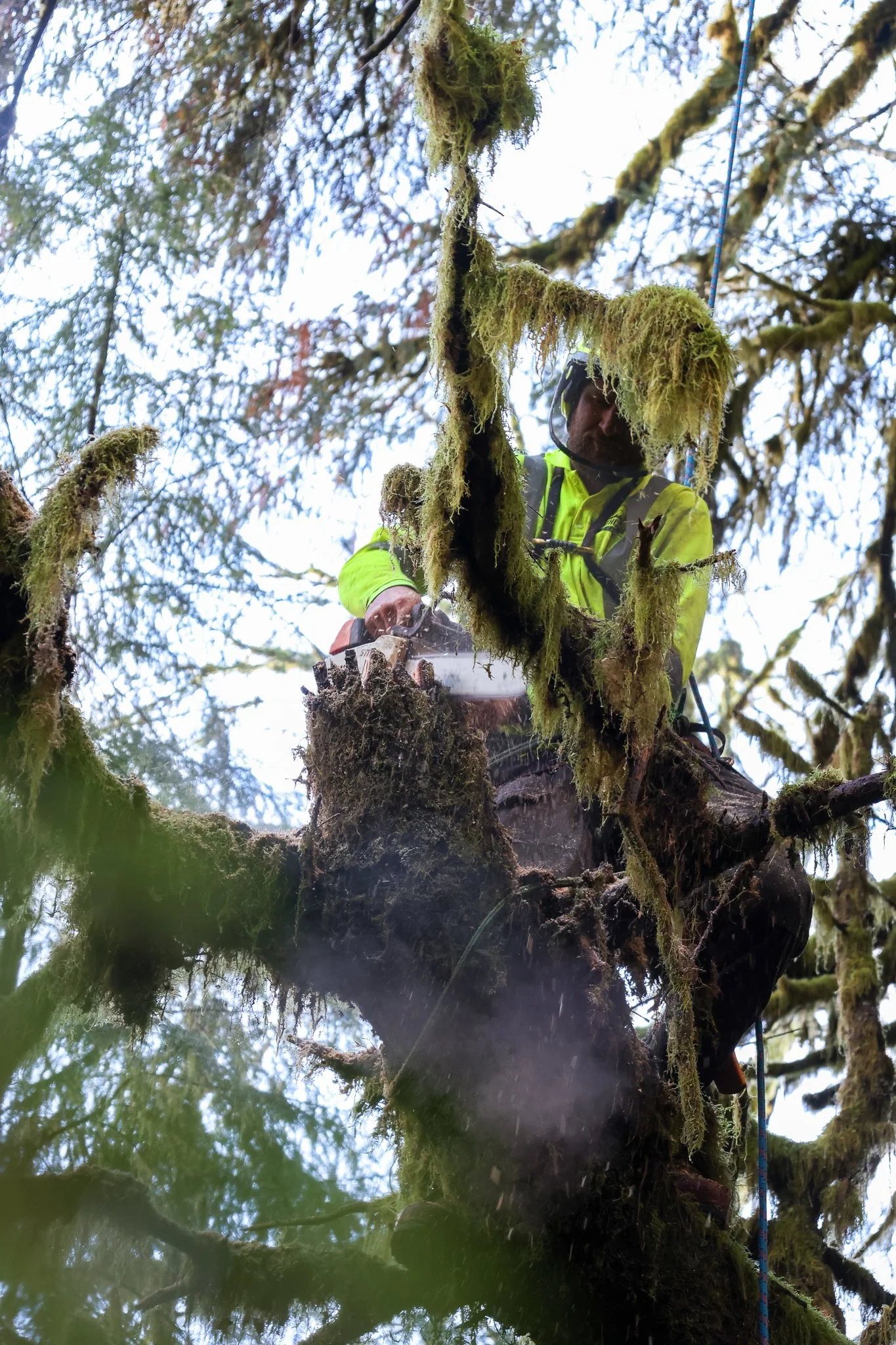 ISA Certified Arborist climbing a tree on a Tree Pruning Project - Tree Reduction -  Vancouver Island - British Columbia
