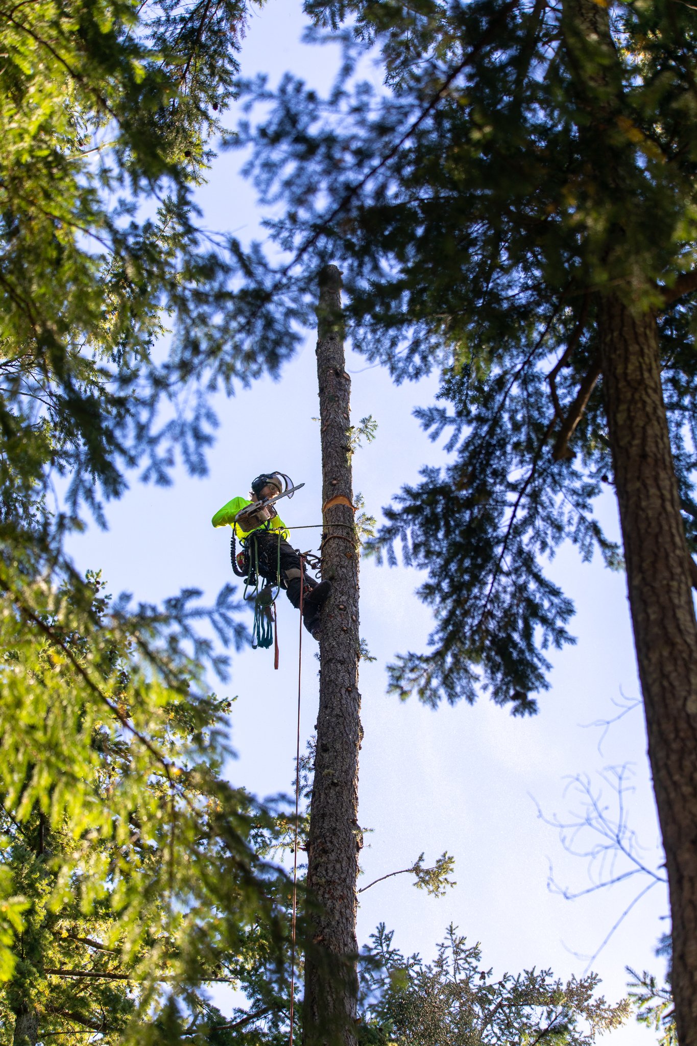ISA Certified Arborist climbing a large tree - Hazardous Tree Removal - Comox Valley - Vancouver Island - British Columbia