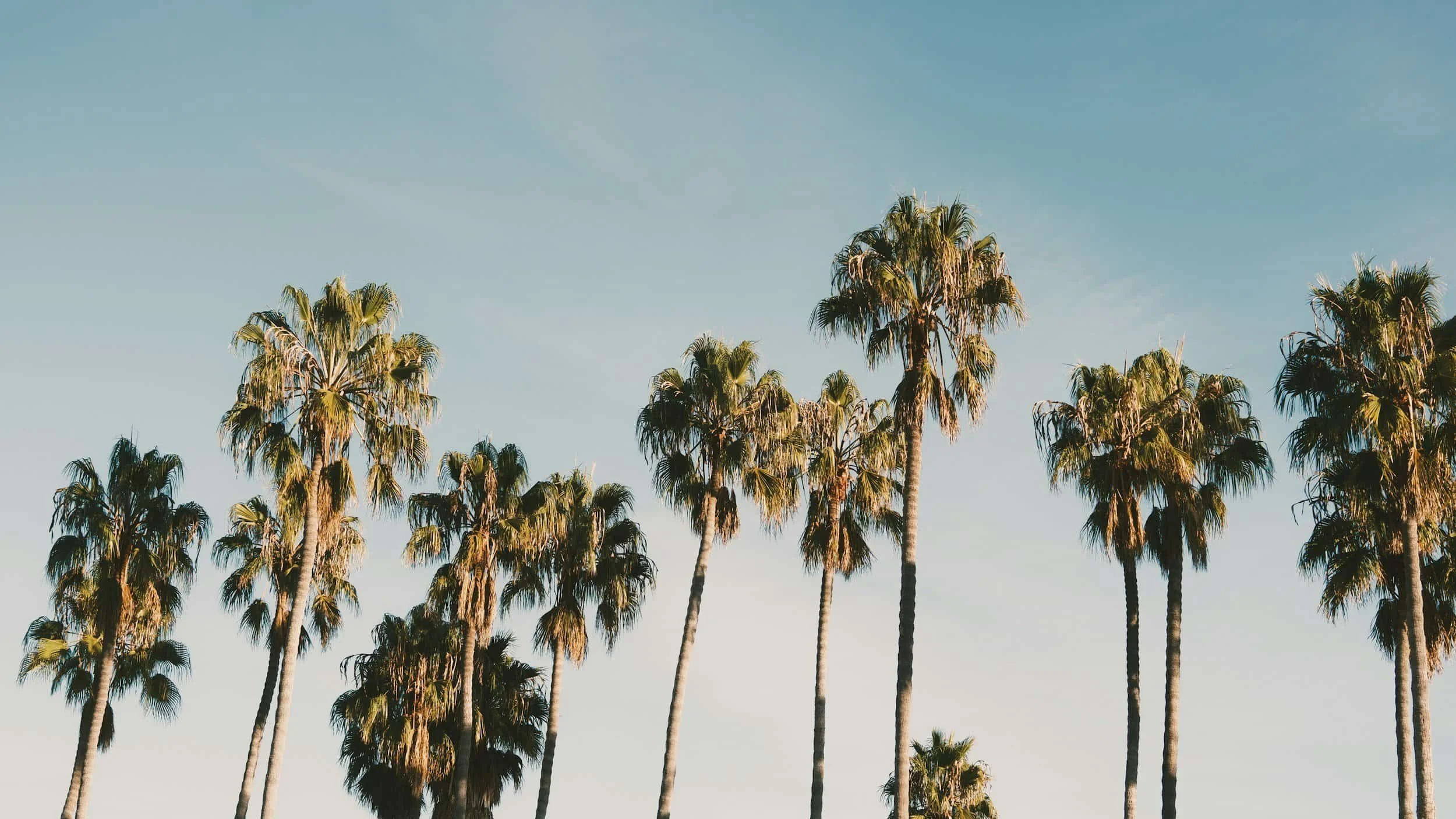 A row of tall palm trees under a clear blue sky.