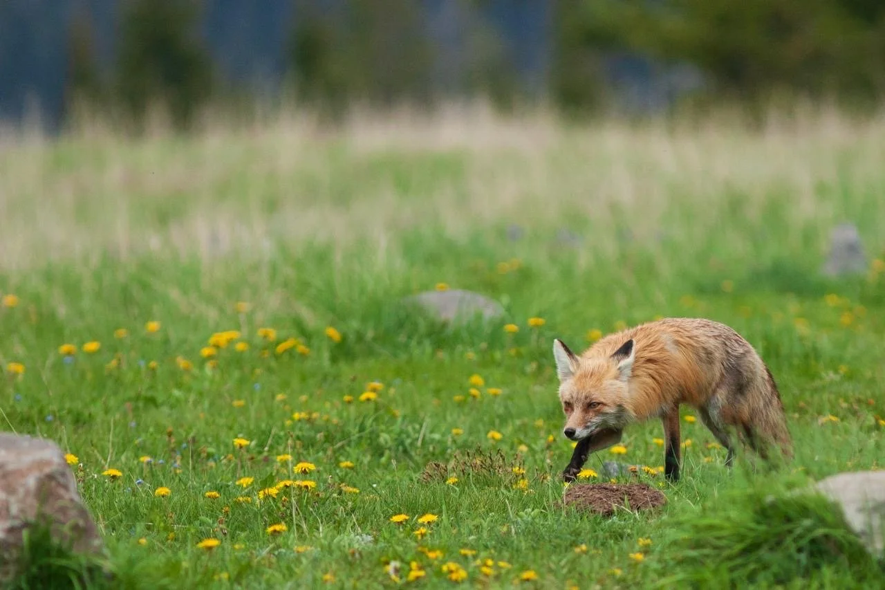 Wildlife + Landscape