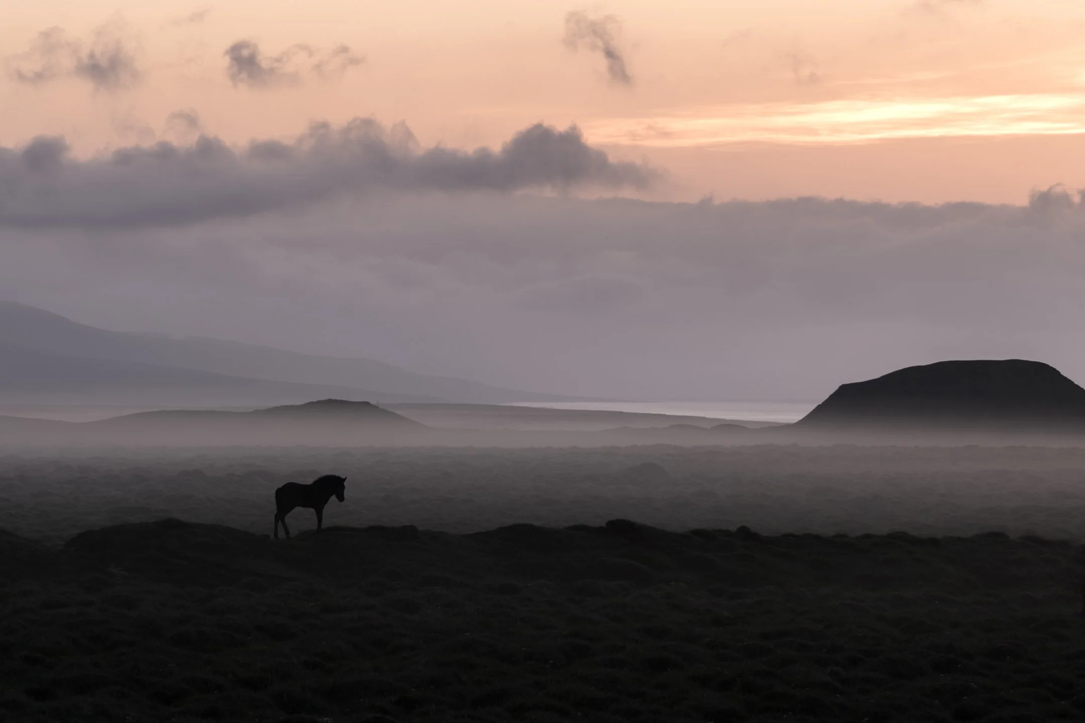 Icelandic Horse at the Midnight Dawn