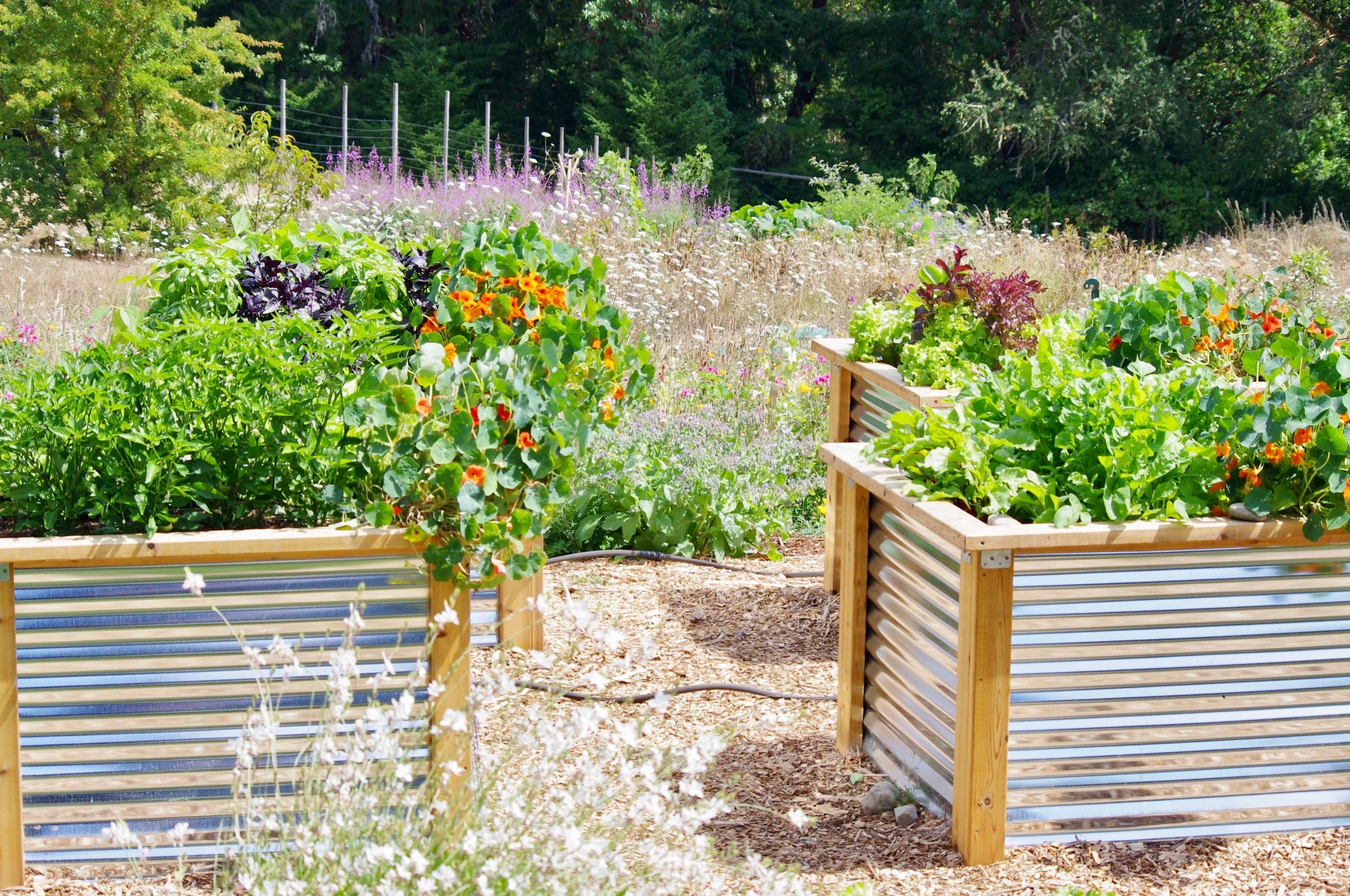 Steel and Cedar raised beds