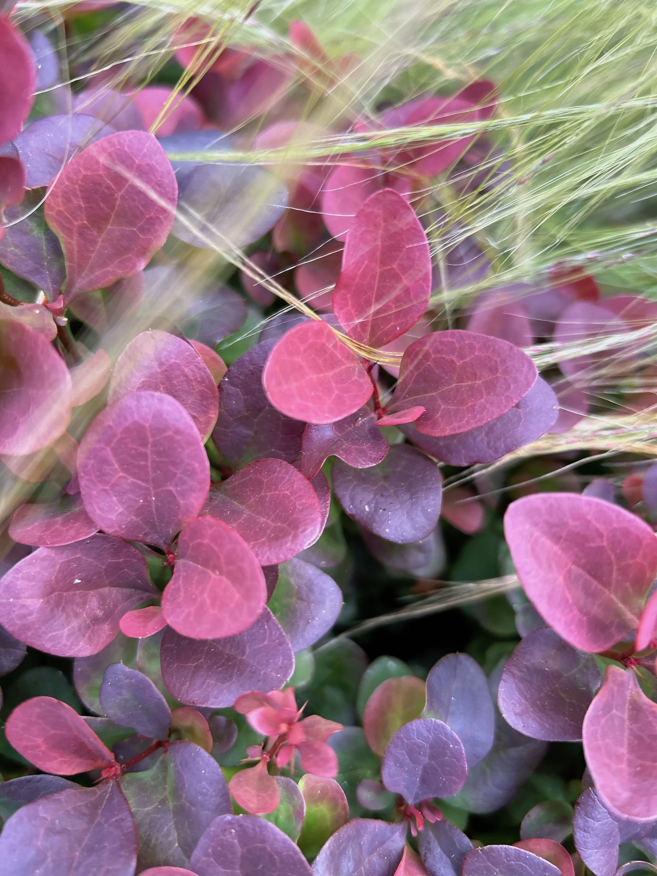 Berberi and grass.jpg