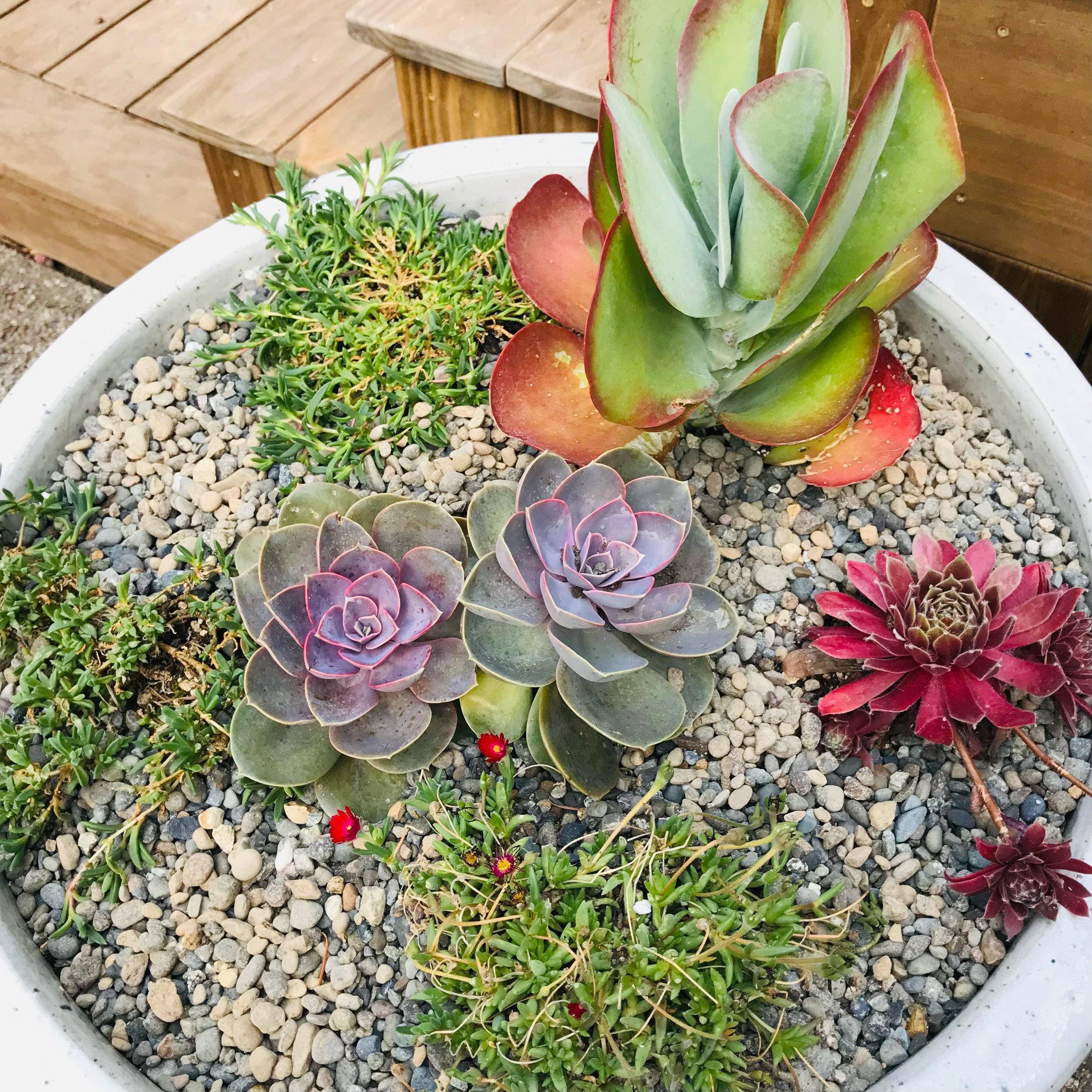 Succulants.jpg