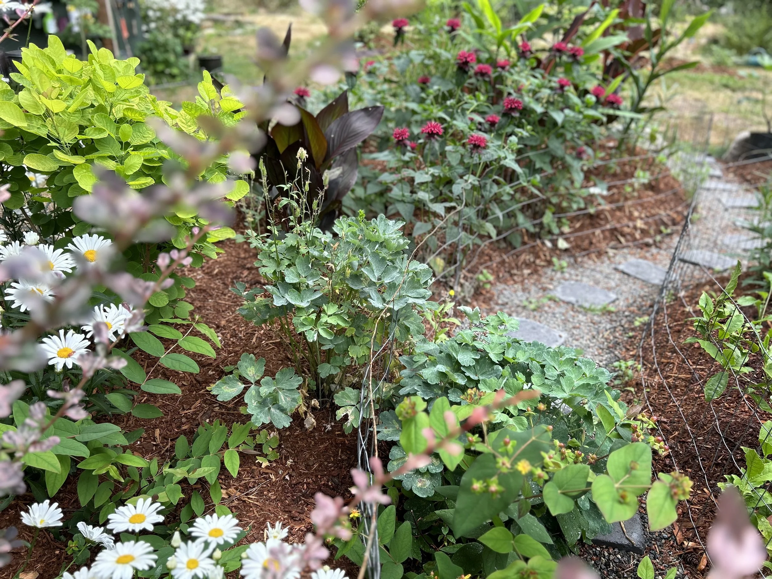 wildlife friendly garden