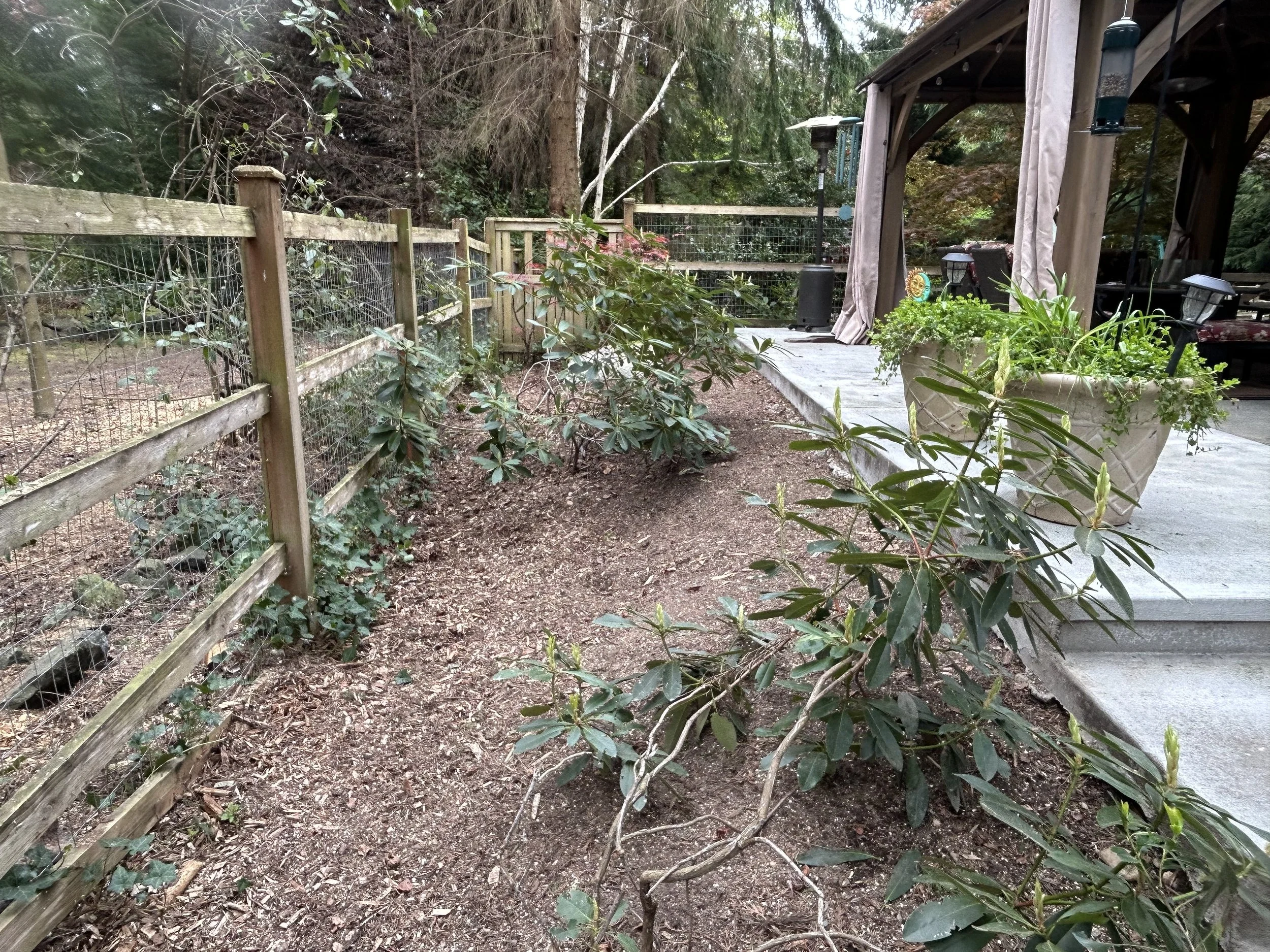 tree fell down and exposed the sun