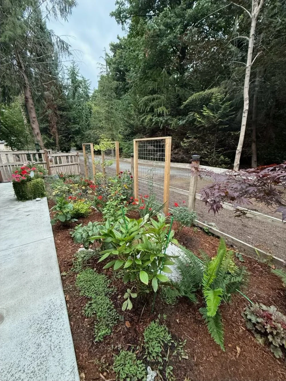 Color perennial garden on Bainbridge island