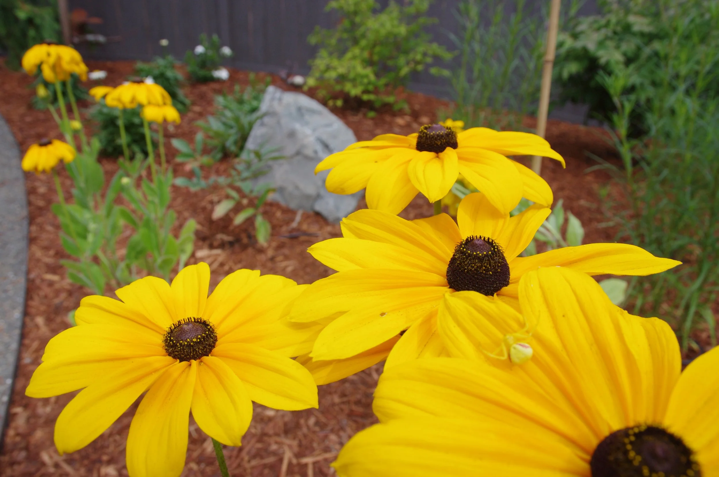 wildflower meadow garden