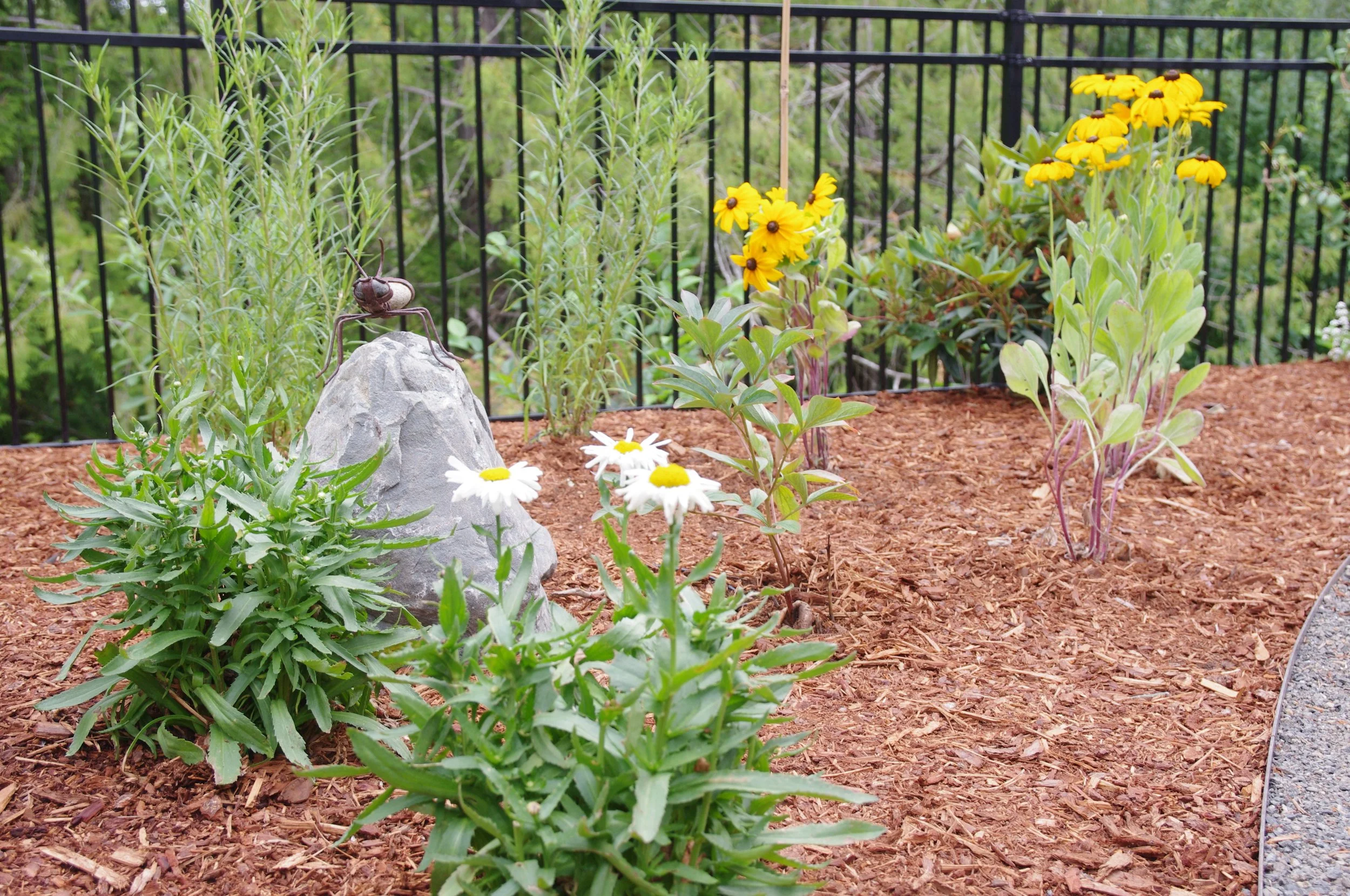sunny low water flowers