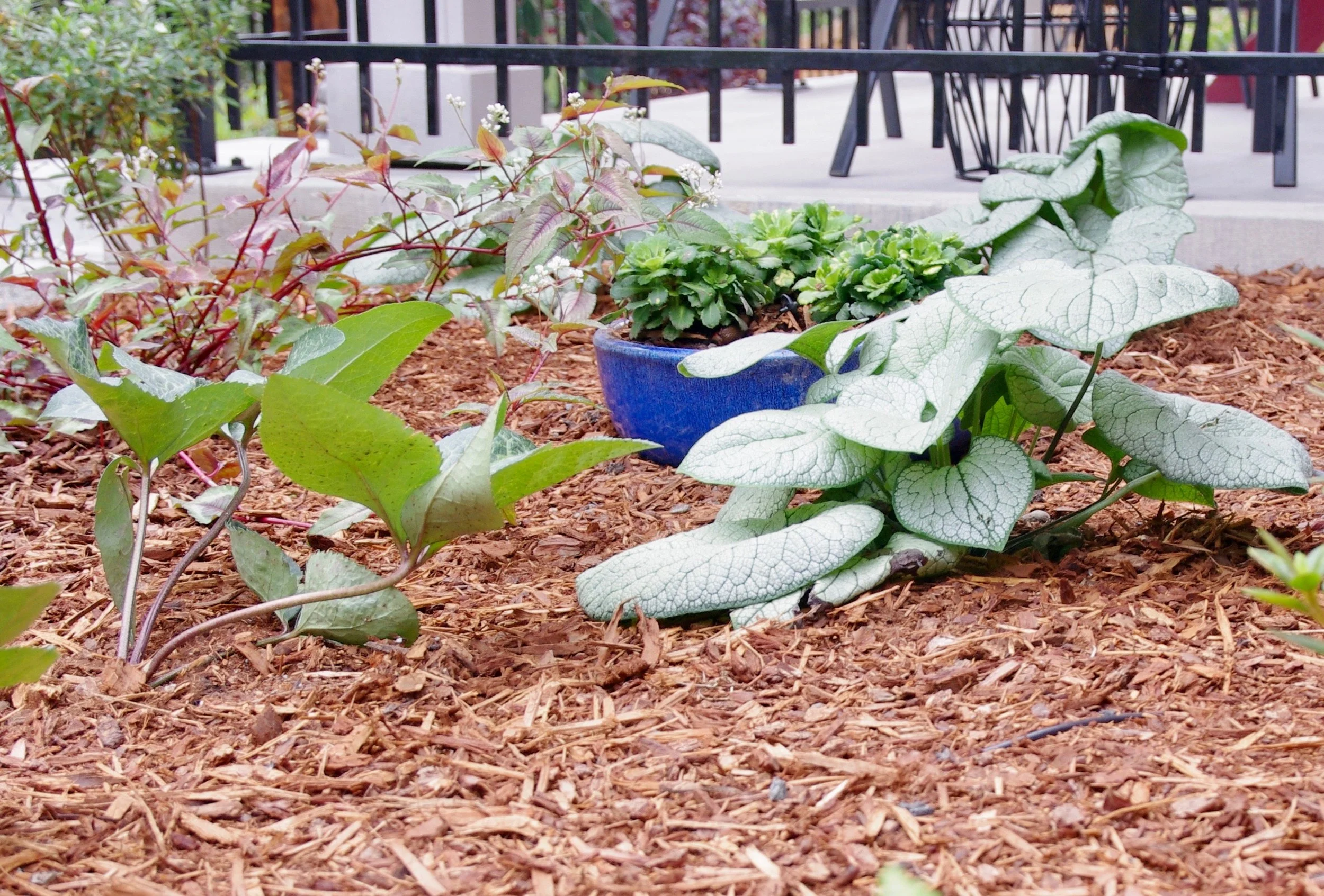 shade garden saxifraga 