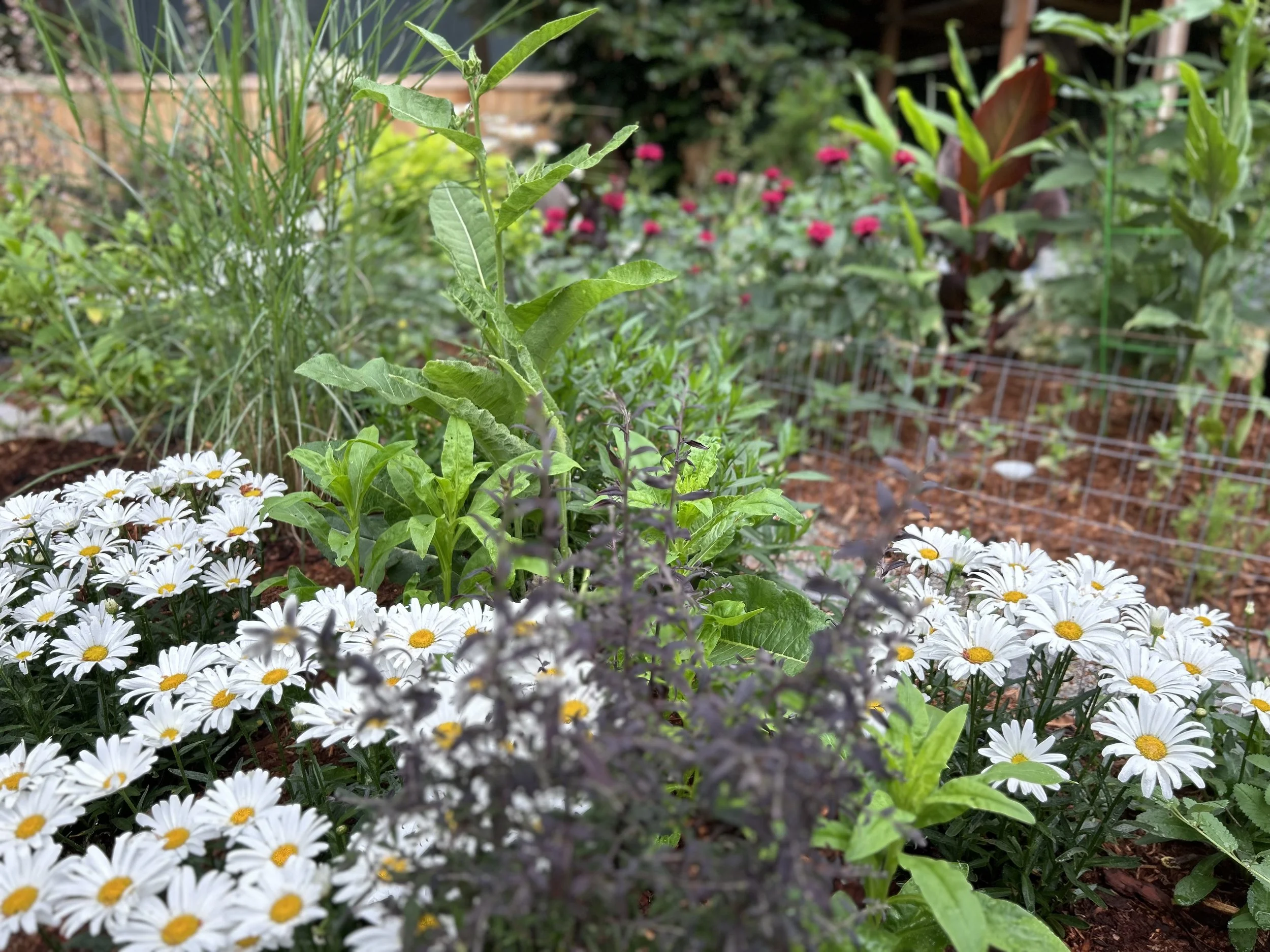 Aster for fall blooms and grasses for seed heads