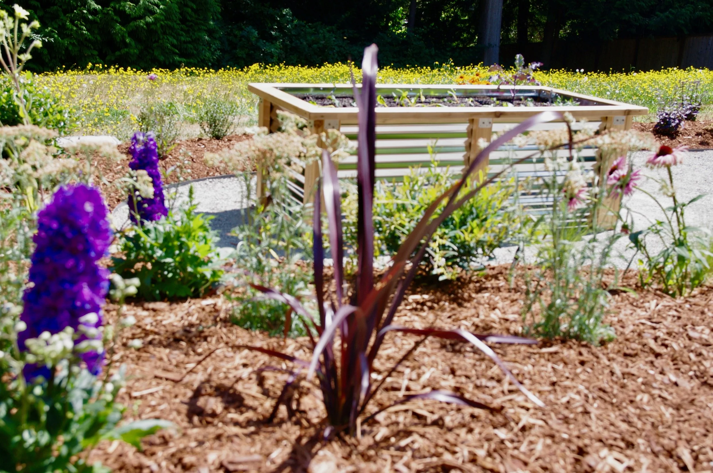 wildlife friendly backyard