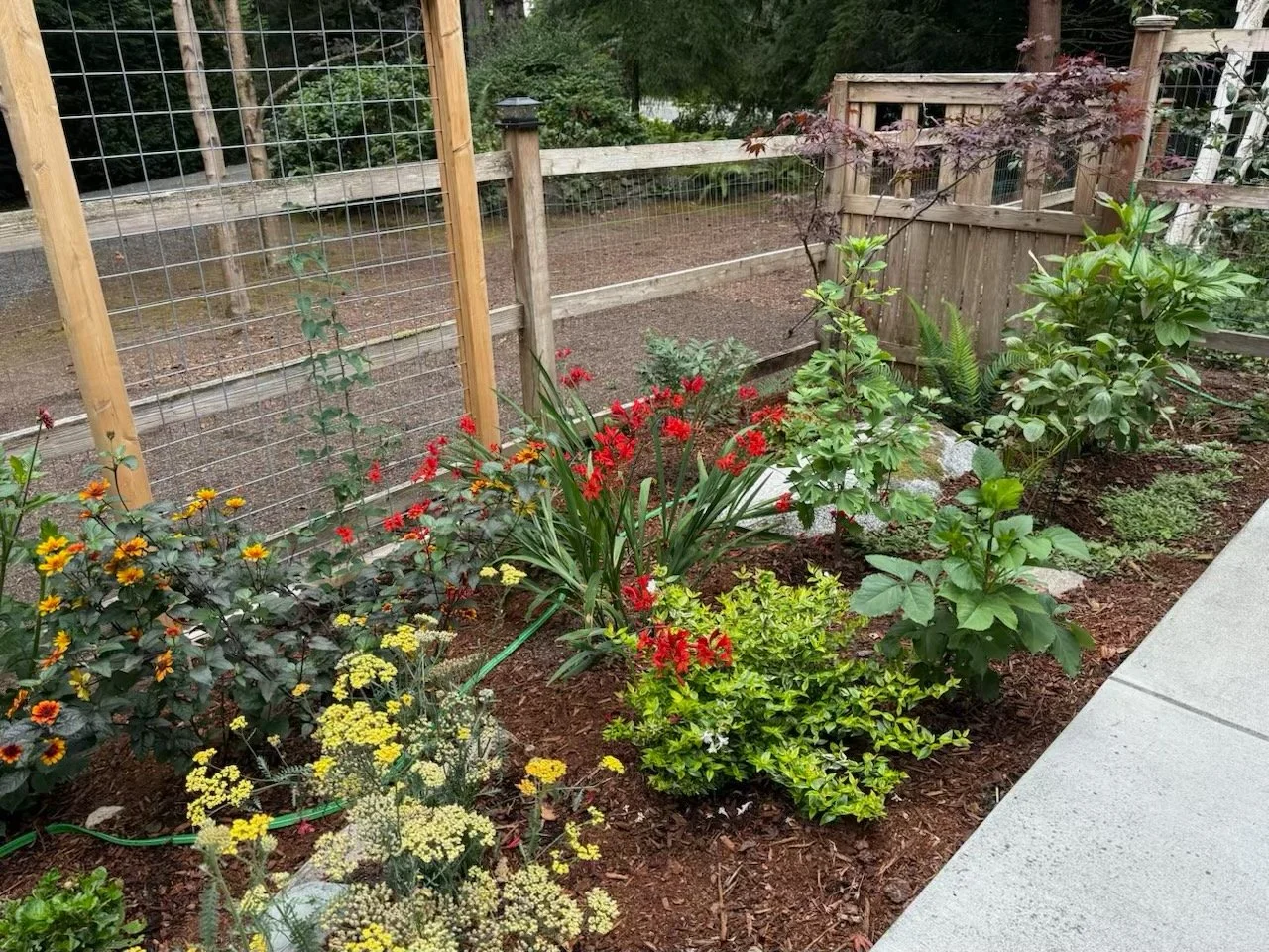 Tiny back yard colorful garden