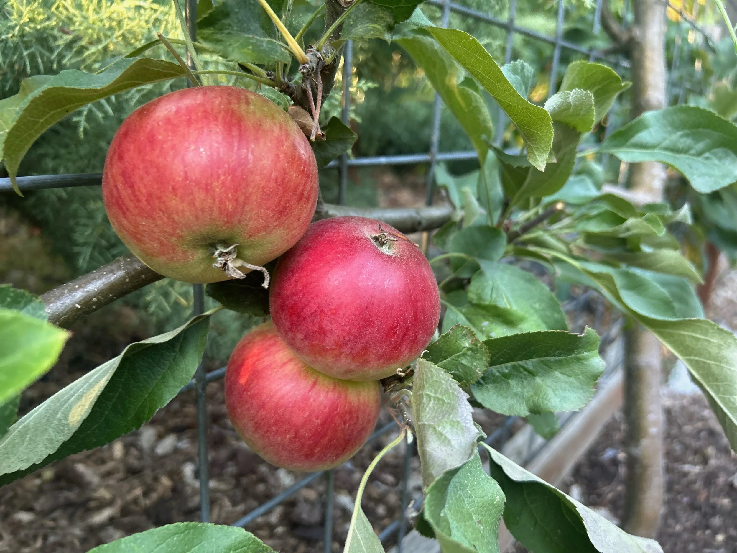 apples on espallier.jpg