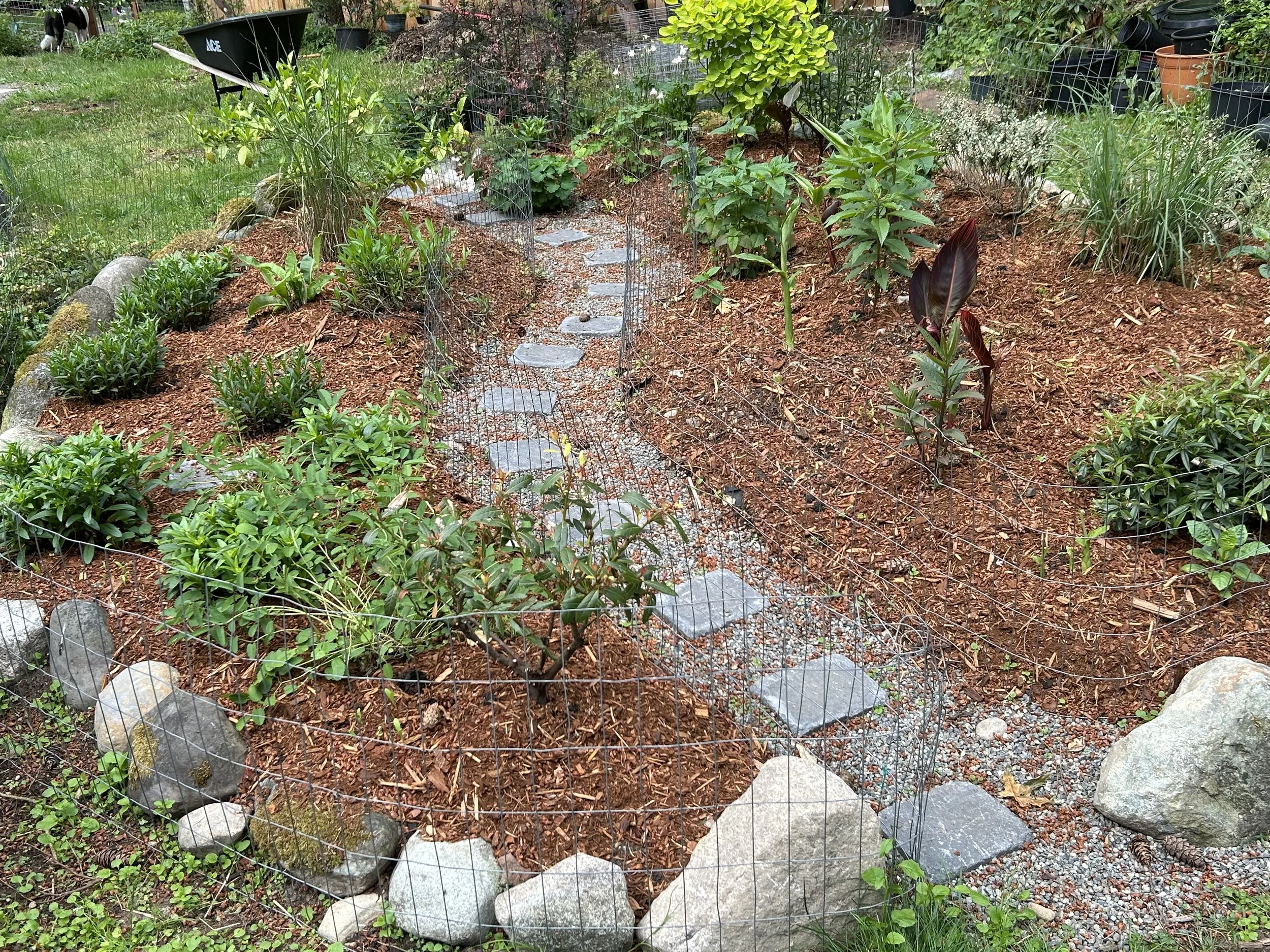 meandering path through a pnw garden