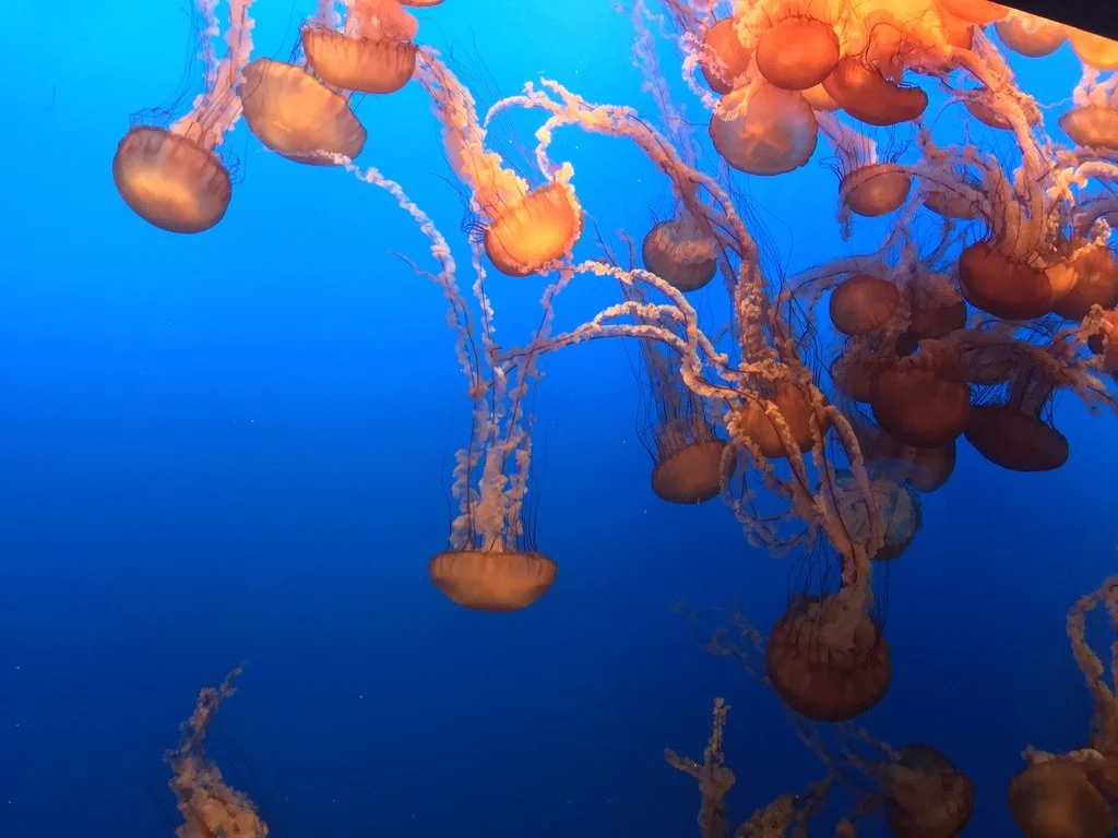Monterey jellyfish.jpg