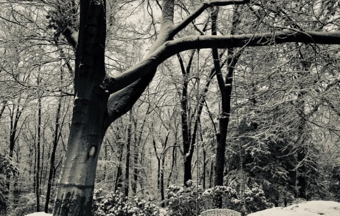 Front Yard in Snow.jpg